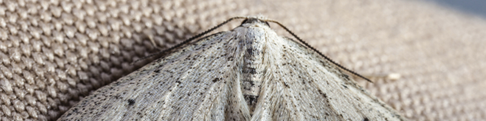 Mites des vêtements