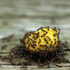 Produit Anti Fourmis Dans La Maison, Piège À Fourmis - Mama Wax