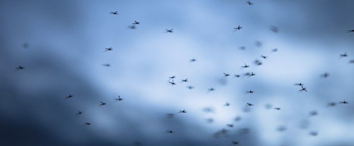 insectes