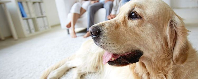 Odeurs et poils de chien : Comment prendre soin de sa maison avec