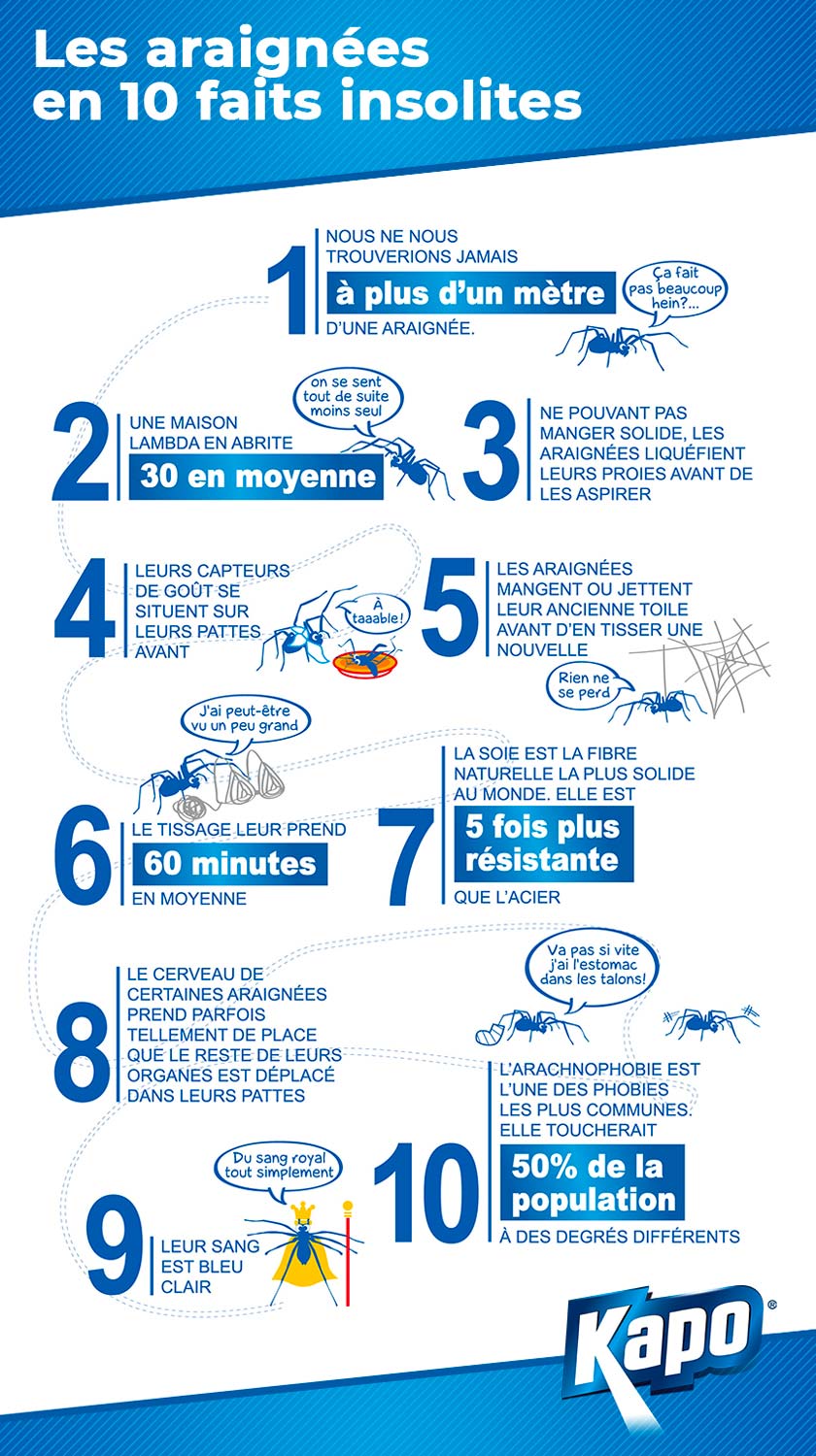 10 faits insolites sur les araignées