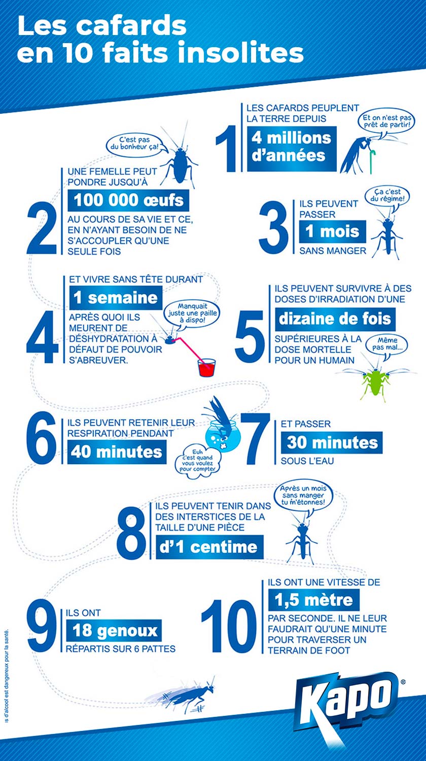 10 faits insolites sur les cafards