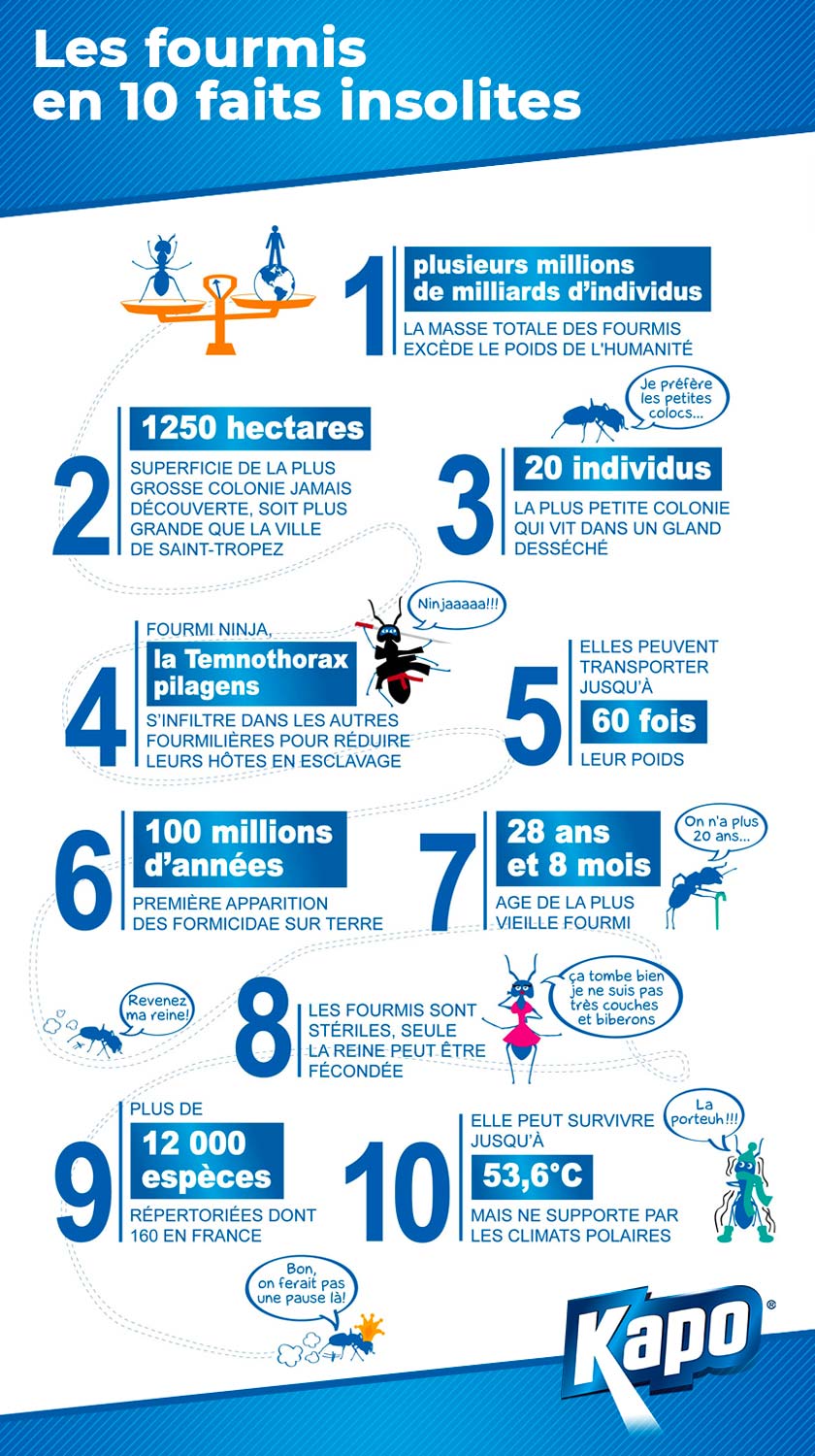 10 faits insolites sur les fourmis