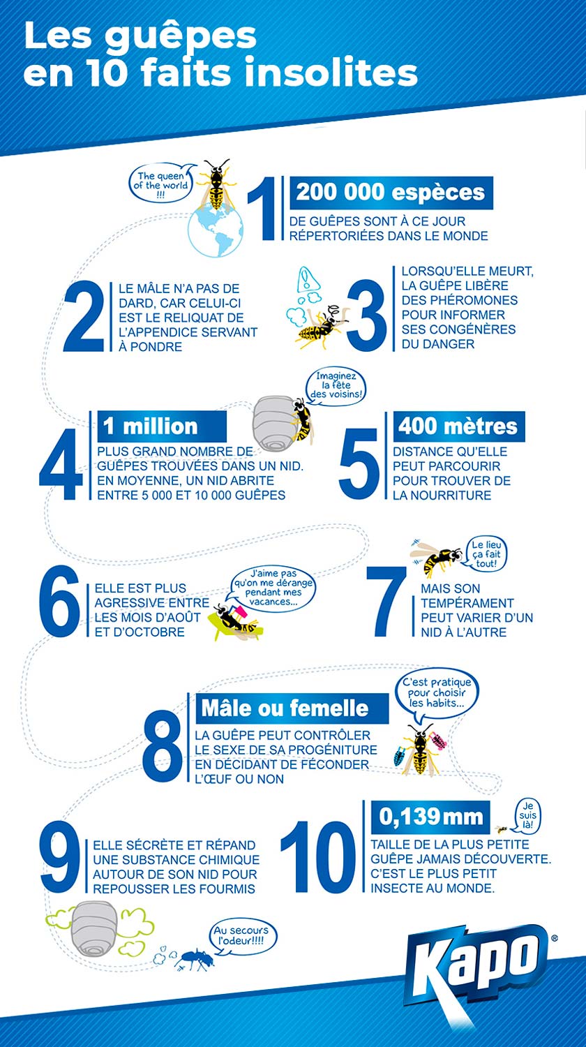 Infographie : 10 faits insolites sur les guêpes