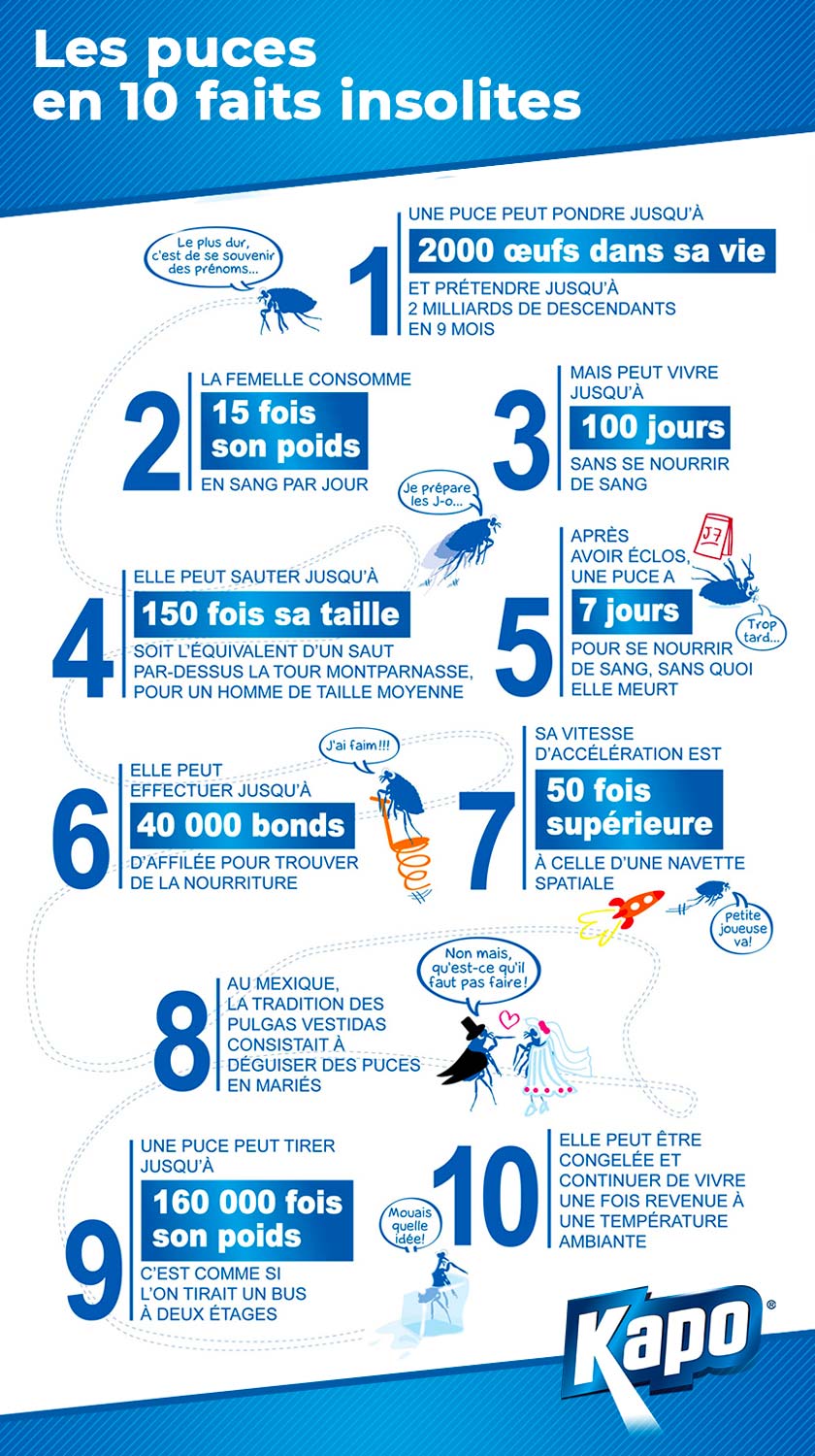 10 faits insolites sur les puces