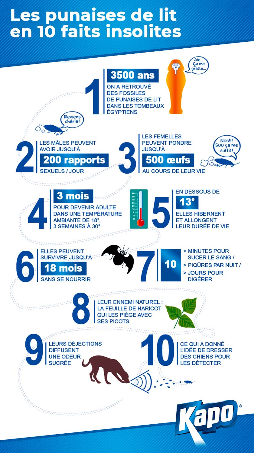 10 faits insolites sur les punaises de lit en infographie