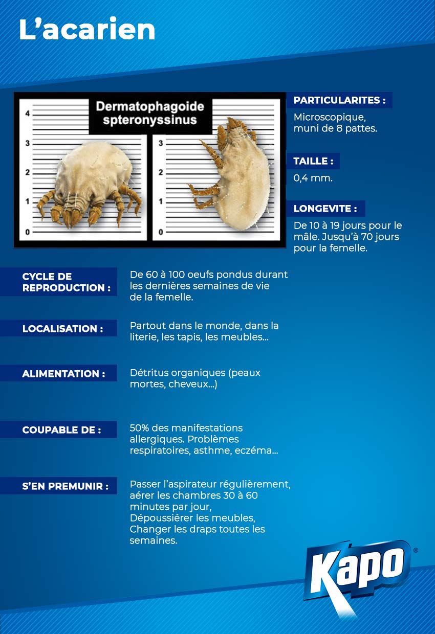 Infographie : fiche d'identité de l'acarien