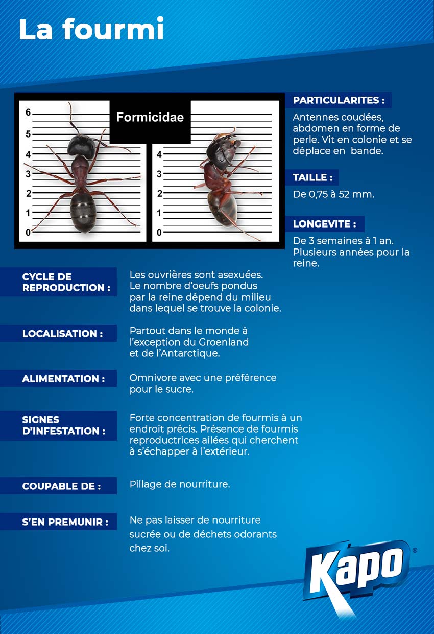 Fiche d'identité de la fourmi