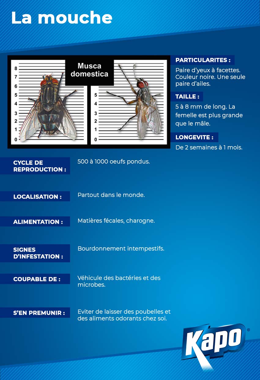 Fiche d'identité de la mouche