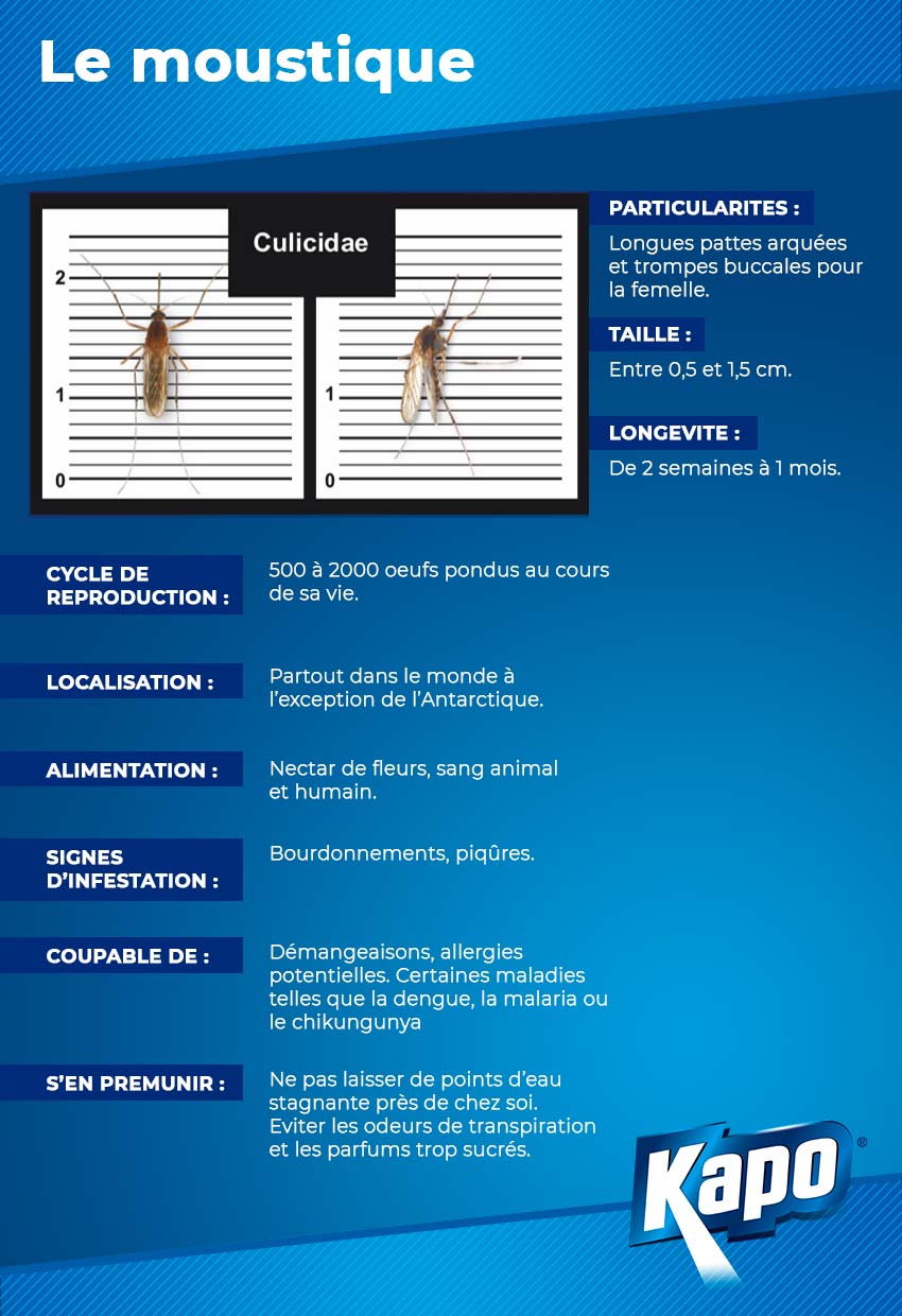 Fiche d'identité du moustique