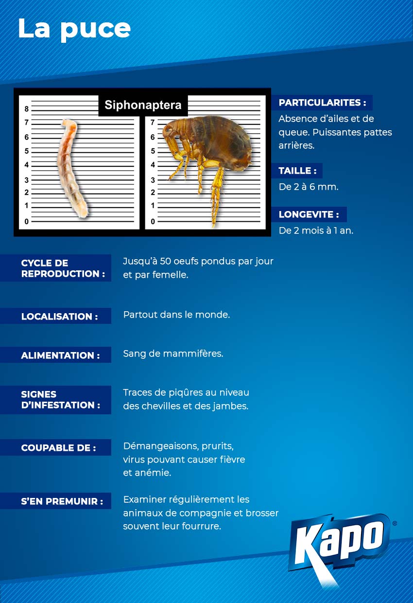 Infographie fiche d'identité de la puce