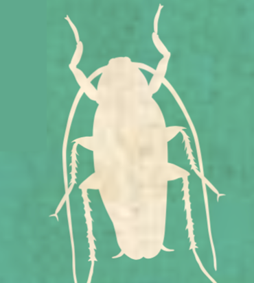 insecte-21044