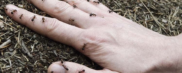Comment reconnaître et traiter une piqûre de fourmi ?