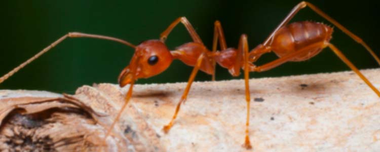 Les fourmis rouges : qui sont-elles et comment s&039en débarrasser ?