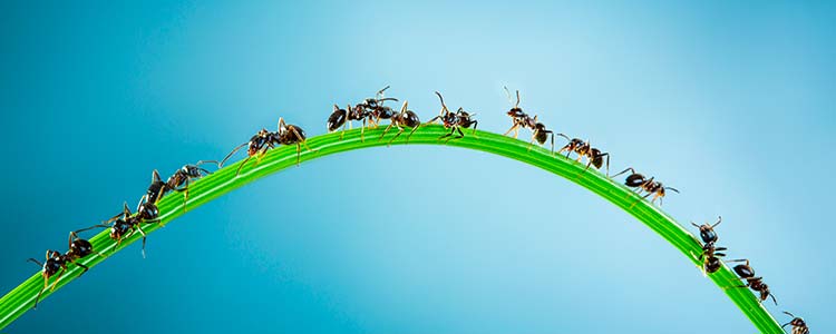 Fourmis