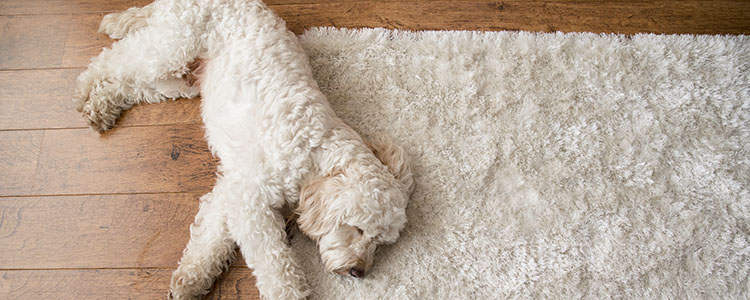 Comment nettoyer ses tapis ou moquettes lorsqu'on à des animaux de