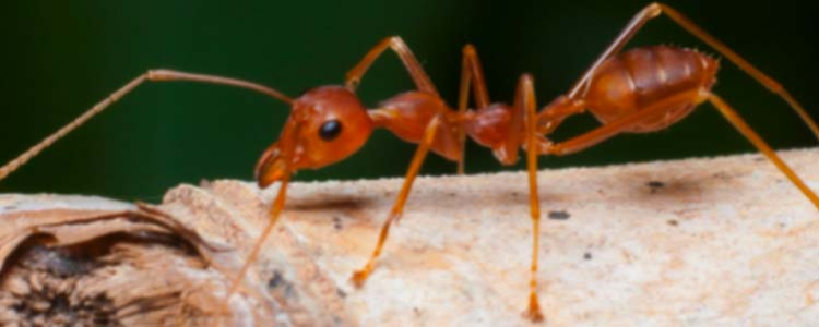 Les fourmis rouges : qui sont-elles et comment s'en débarrasser ?