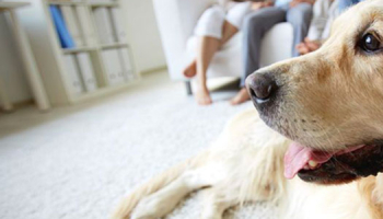 Odeurs et poils de chien : Comment prendre soin de sa maison avec un chien ?