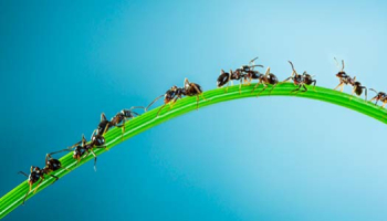 Les fourmis : qui sont-elles et comment s'en débarrasser ?