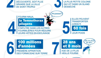 10 faits insolites sur les fourmis