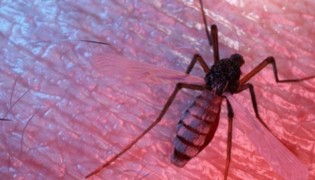 Les nouvelles invasions : ces insectes venus d'ailleurs 