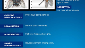 Fiche d'identité : la mouche, qui est-elle ?