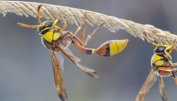 5 idées reçues sur le frelon 