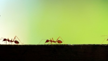 5 idées reçues sur les fourmis 