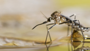 5 idées reçues sur les moustiques 