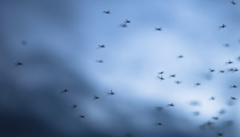 Comment se protéger des insectes en vacances ? 