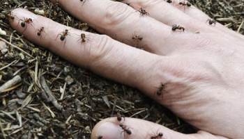 Comment reconnaître et traiter une piqûre de fourmi ? 