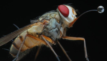 Comment reconnaître et soigner une piqûre de mouche charbonneuse ?  