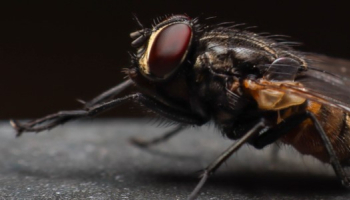 Quelles espèces de mouches pouvez-vous croiser chez vous ? 