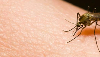 Les moustiques : qui sont-ils et comment s'en protéger ?