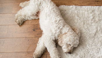 Comment nettoyer ses tapis ou moquettes lorsqu'on à des animaux de compagnie ?