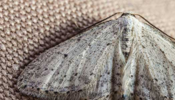 Mites des vêtements : qui sont-elles et comment s'en débarrasser ?