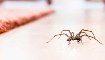 L'araignée : qui est-elle et comment s'en débarrasser ?