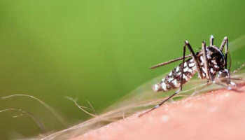 Le moustique tigre : Qui est-il et comment s'en protéger ?