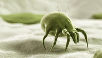 Les acariens : qui sont-ils et comment s'en débarrasser ? 