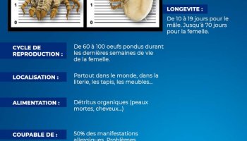 Fiche d'identité : l'acarien, qui est-il ?