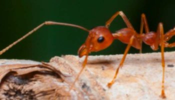 Les fourmis rouges : qui sont-elles et comment s'en débarrasser ?