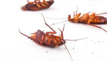 Les cafards : qui sont-ils et comment les éliminer ?