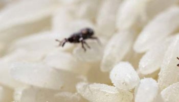Les charançons : qui sont-ils et comment les éliminer ?