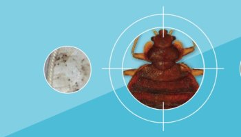 Les punaises de lit : les détecter, les traiter et prévenir l’infestation